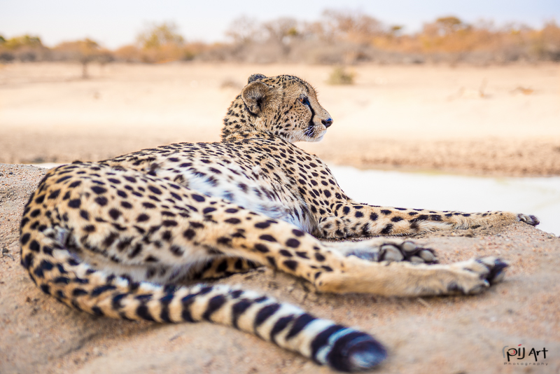 Gepard im Krüger Nationalpark aufgenommen auf einer Fotosafari mit PilArt Fotoreisen