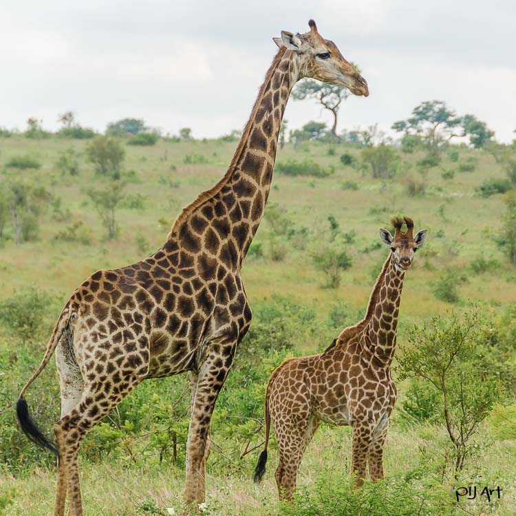Giraffe im Krüger Nationalpark. Aufgenommen während unserer letzten Fotosafari