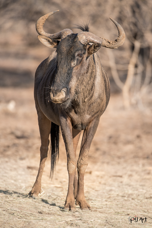 Gnu im Krüger Nationalpark aufgenommen auf einer Fotosafari mit PilArt Fotoreisen
