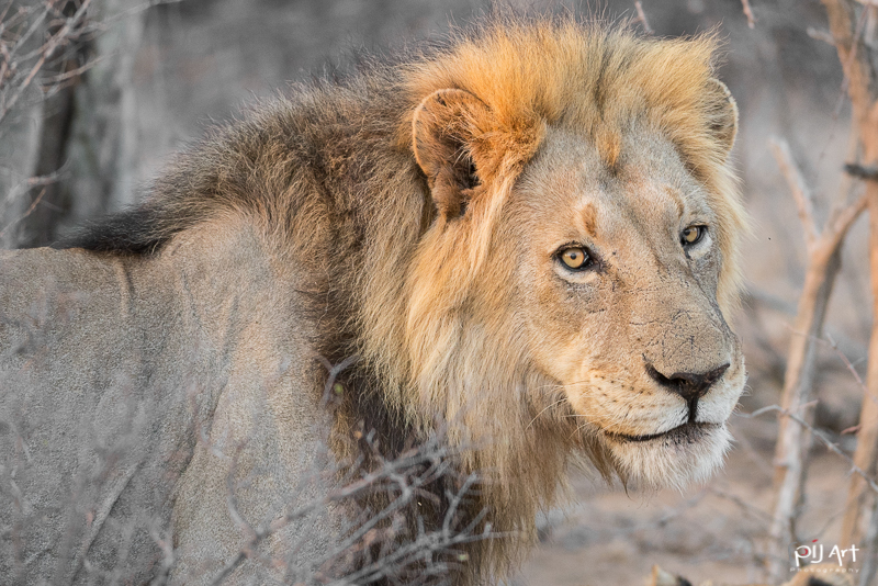 Löwe im Krüger Nationalpark aufgenommen auf einer Fotosafari mit PilArt Fotoreisen