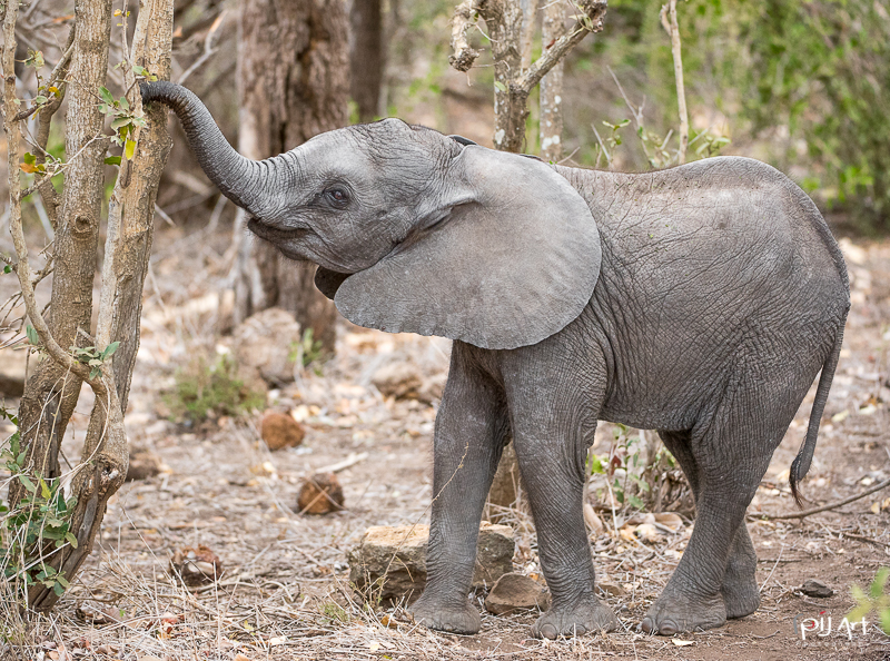 Elefantenbaby beim Fressen Fotosafari Krüger Nationalpark Südafrika mit PilArt Fotografie