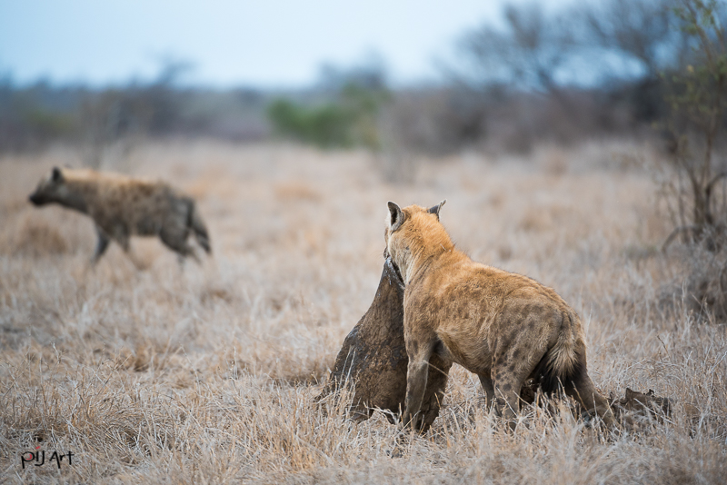 Hyänen mit Beute Fotosafari Krüger Nationalpark Südafrika mit PilArt Fotografie
