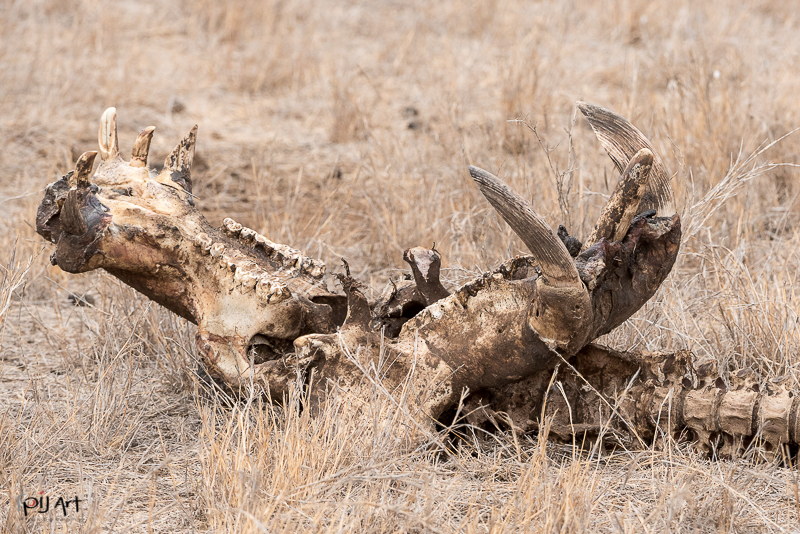 Nilpferd Skelett Schädel Fotosafari Krüger Nationalpark Südafrika mit PilArt Fotografie