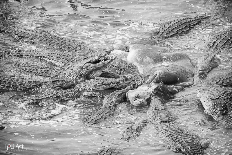 Krokodile fressen Nilpferd Fotosafari Krüger Nationalpark Südafrika mit PilArt Fotografie