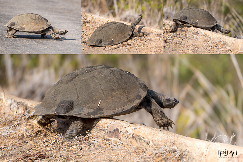 Schildkröte im Krüger Nationalpark aufgenommen auf einer Fotosafari mit PilArt Fotoreisen