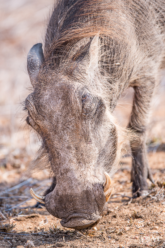 Warzenschwein im Krüger Nationalpark aufgenommen auf einer Fotosafari mit PilArt Fotoreisen