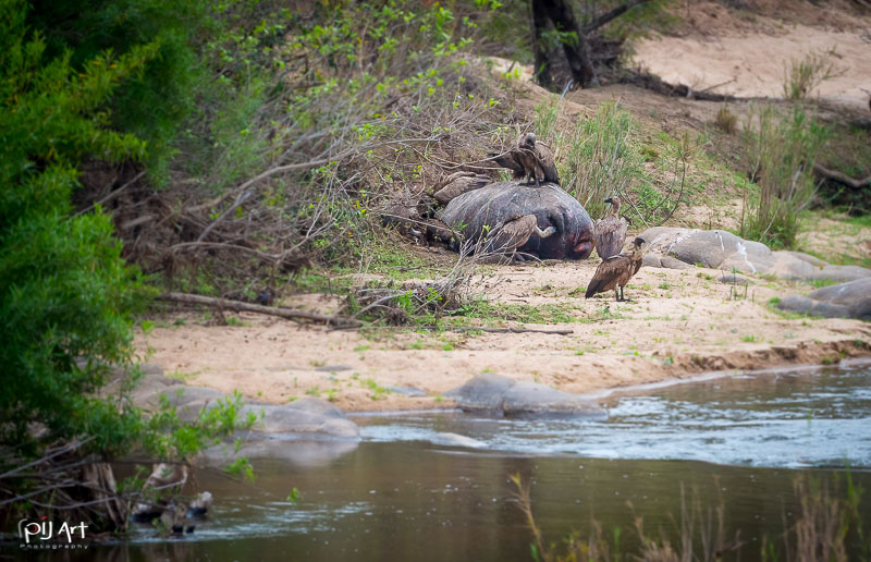 Geier fresen von totem Nilpferd am Ufer im Kruger Afrika, Privatsafari