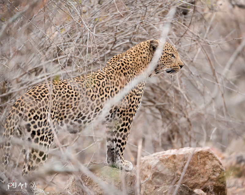 Leopard im Busch mit tropfendem Speichel im afrikanischen Busch Fotosafari Privatsafari Kruger PilArt