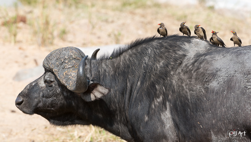Büffel mit Rotschnabel-Madenhacker auf dem Rücken im Krüger Südafrika Fotosafari Privatsafari pilart