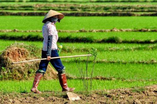 Vietnam Female Rice Farmer Walking 