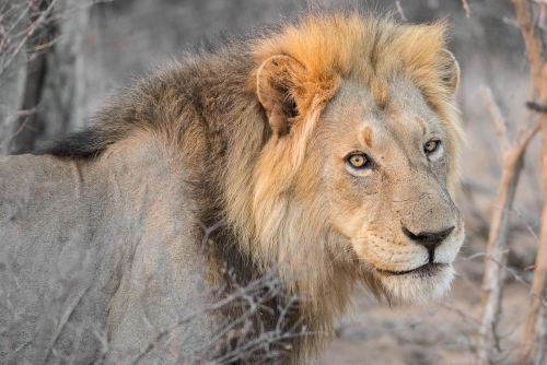 South Africa Kruger National Park Lion