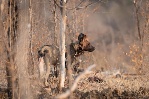 South Africa Kruger National Park Wild Dog 