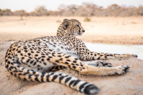 South Africa Kruger National Park Cheetah 