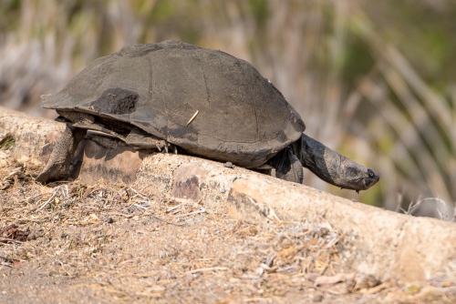 South Africa Kruger National Park Turtle 
