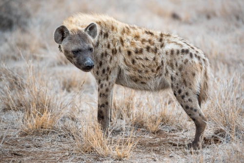 South Africa Kruger National Park Hyena 