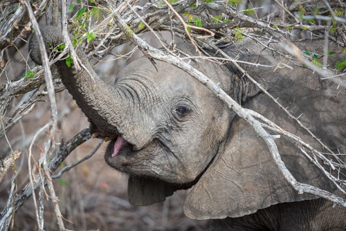 South Africa Kruger National Park Baby Elephant 