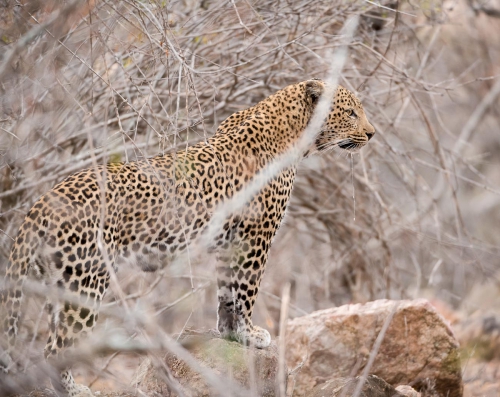 South Africa Kruger National Park Leopard 